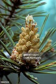 Attēlu rezultāti vaicājumam “Pinus sylvestris male flower”