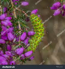 Attēlu rezultāti vaicājumam “Saturnia pavonia eggs”
