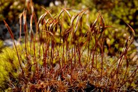 Attēlu rezultāti vaicājumam “Syntrichia ruralis var. ruralis sporophyte”