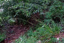 Attēlu rezultāti vaicājumam “Festuca altissima leaf”