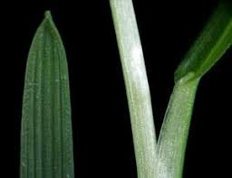 Attēlu rezultāti vaicājumam “Poa trivialis”