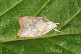 Attēlu rezultāti vaicājumam “Oecophoridae”