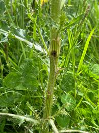Attēlu rezultāti vaicājumam “Gortyna flavago”