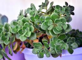 Image result for Aichryson