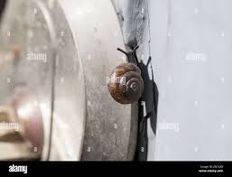 Attēlu rezultāti vaicājumam “Trichia erecta macro”