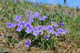 Attēlu rezultāti vaicājumam “Viola canina”