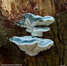 Attēlu rezultāti vaicājumam “Postia caesia”