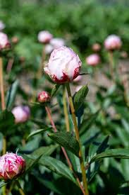 Attēlu rezultāti vaicājumam “Paeonia lactiflora flower”