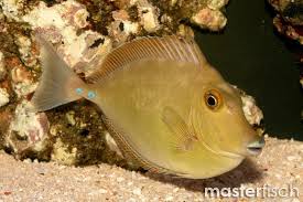 Image result for Naso hexacanthus