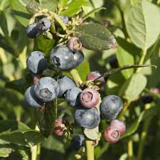 Attēlu rezultāti vaicājumam “Oxycoccus fruit”