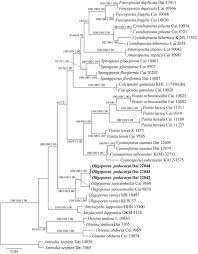 Attēlu rezultāti vaicājumam “Postia rennyi”
