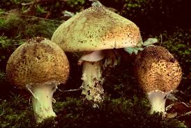 Attēlu rezultāti vaicājumam “Lepiota aspera”