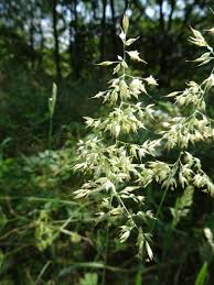 Attēlu rezultāti vaicājumam “Holcus mollis”