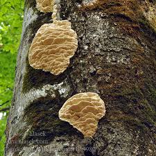 Attēlu rezultāti vaicājumam “Climacodon septentrionalis”