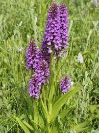 Attēlu rezultāti vaicājumam “Dactylorhiza majalis subsp. baltica flower”