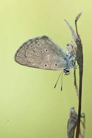 Attēlu rezultāti vaicājumam “Maculinea teleius”