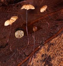 Attēlu rezultāti vaicājumam “Barbeyella minutissima spores”