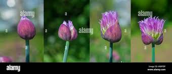 Attēlu rezultāti vaicājumam “Allium cepa bud”