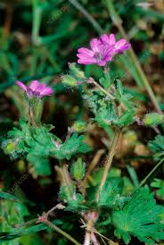 Attēlu rezultāti vaicājumam “Geranium molle”