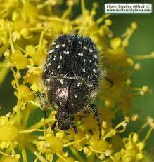 Attēlu rezultāti vaicājumam “Oxythyrea funesta”