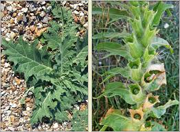 Attēlu rezultāti vaicājumam “Hyoscyamus niger”