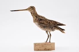 Image result for Gallinago delicata