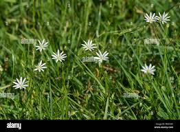 Attēlu rezultāti vaicājumam “Stellaria graminea flower”