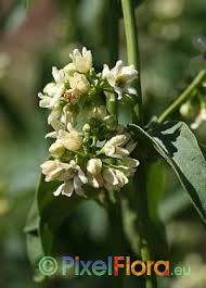 Attēlu rezultāti vaicājumam “Vincetoxicum hirundinaria fruit”