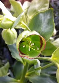 Image result for Helleborus foetidus