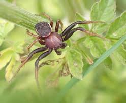 Attēlu rezultāti vaicājumam “Xysticus bifasciatus”