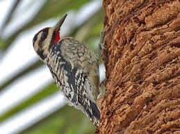 Image result for Sphyrapicus varius