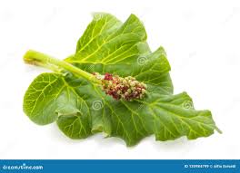 Attēlu rezultāti vaicājumam “Rheum rhabarbarum leaf”