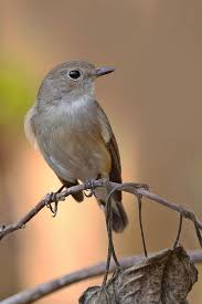 Image result for Ficedula albicilla