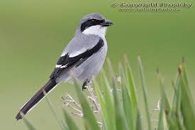 Attēlu rezultāti vaicājumam “Lanius excubitor adult”