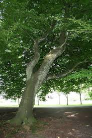 Attēlu rezultāti vaicājumam “Fagus sylvatica fo. laciniata”