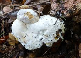 Attēlu rezultāti vaicājumam “Hypomyces chrysospermus”