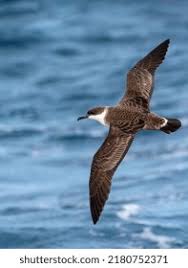 Image result for Puffinus gravis