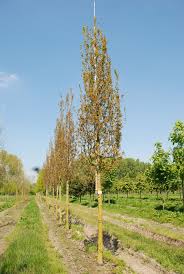 Attēlu rezultāti vaicājumam “Quercus robur Fastigiata”