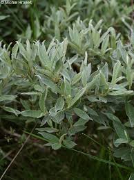 Attēlu rezultāti vaicājumam “Salix lapponum”