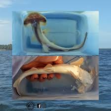 Image result for Sphyrna corona