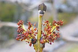Attēlu rezultāti vaicājumam “Fraxinus excelsior bud”