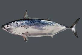 Image result for Euthynnus affinis