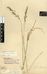 Attēlu rezultāti vaicājumam “Helictotrichon pubescens”