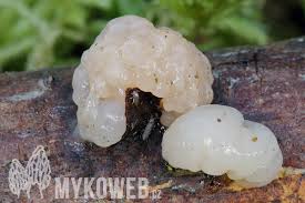 Attēlu rezultāti vaicājumam “Tremella encephala”