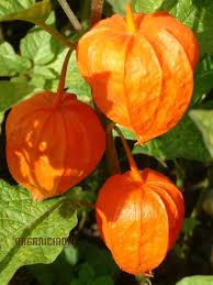 Attēlu rezultāti vaicājumam “Physalis alkekengi”
