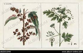 Attēlu rezultāti vaicājumam “Atriplex calotheca leaf”