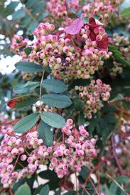 Attēlu rezultāti vaicājumam “Sorbus aucuparia flower”