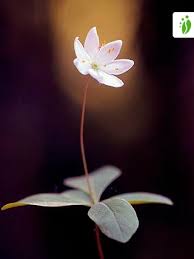 Attēlu rezultāti vaicājumam “Trientalis europaea”