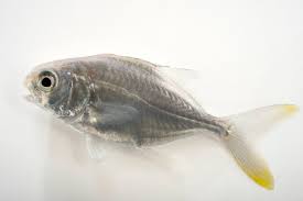 Image result for Trachinotus carolinus