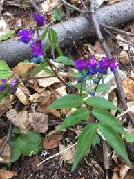 Attēlu rezultāti vaicājumam “Lathyrus vernus flower”